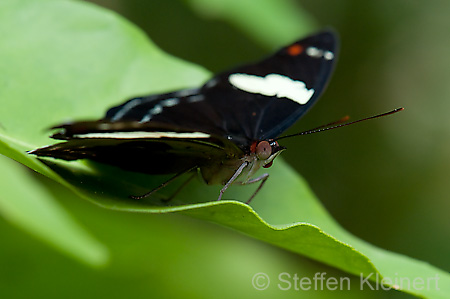 170 Feinschmecker - Catonephele numila